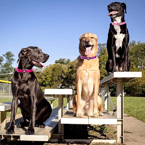 Miniatura 4 de azuza Paquete de 3 collares de perro cómodos y ajustables de nailon para perros pequeños, S (11-16 pulgadas), rosa, rosa intenso y morado