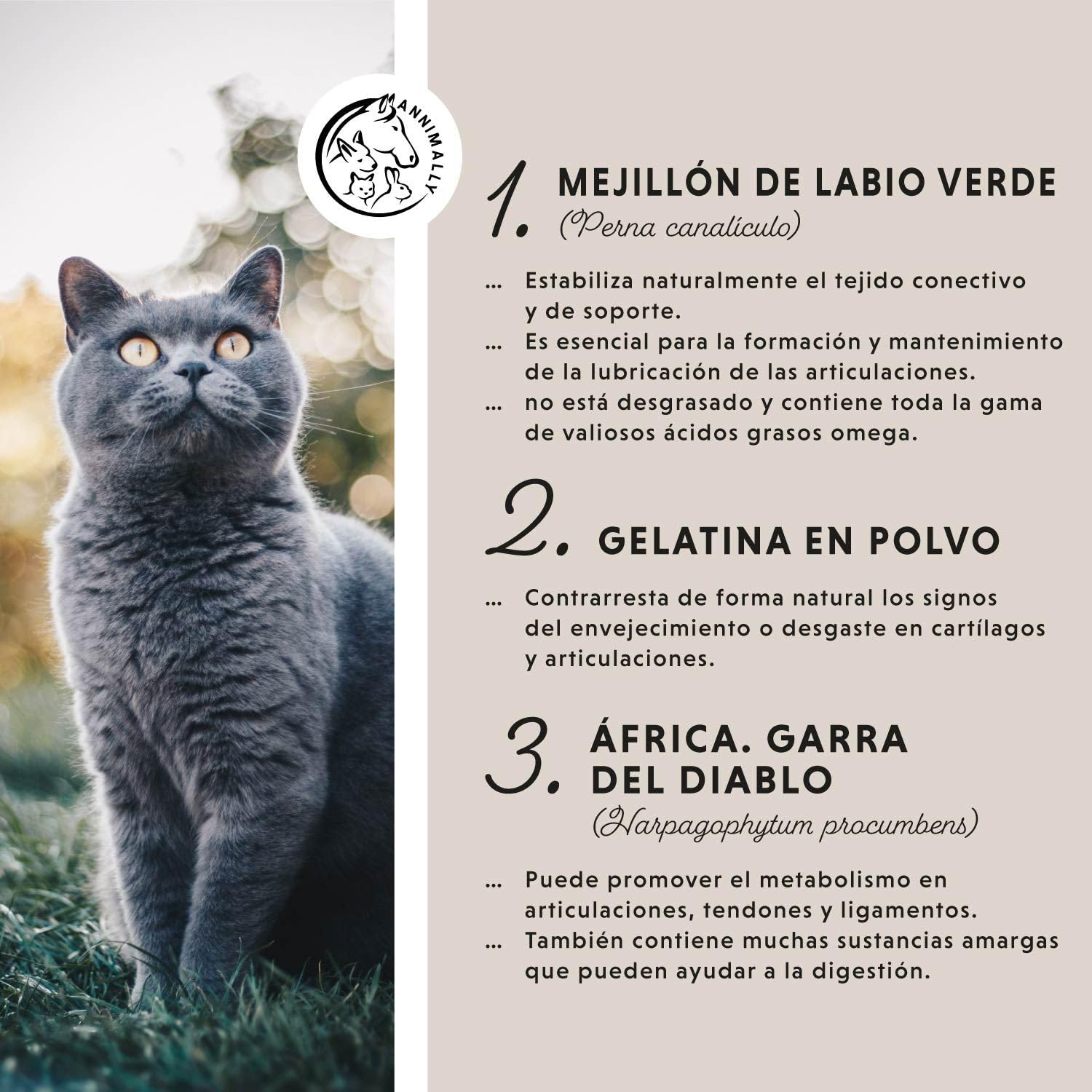 Annimally Polvo Articular Gatos | 120g para 4 Meses - La Alternativa a Las tabletas para articulaciones. Polvo articulaciones saludables con mejillón de Labios Verdes, MSM, Garra del Diablo