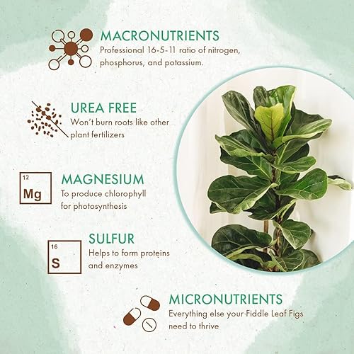 Miniatura 2 de Alimento para plantas de higuera de hoja de violín pellets de fertilizante de liberación lenta para higos en maceta nutrientes constantes para