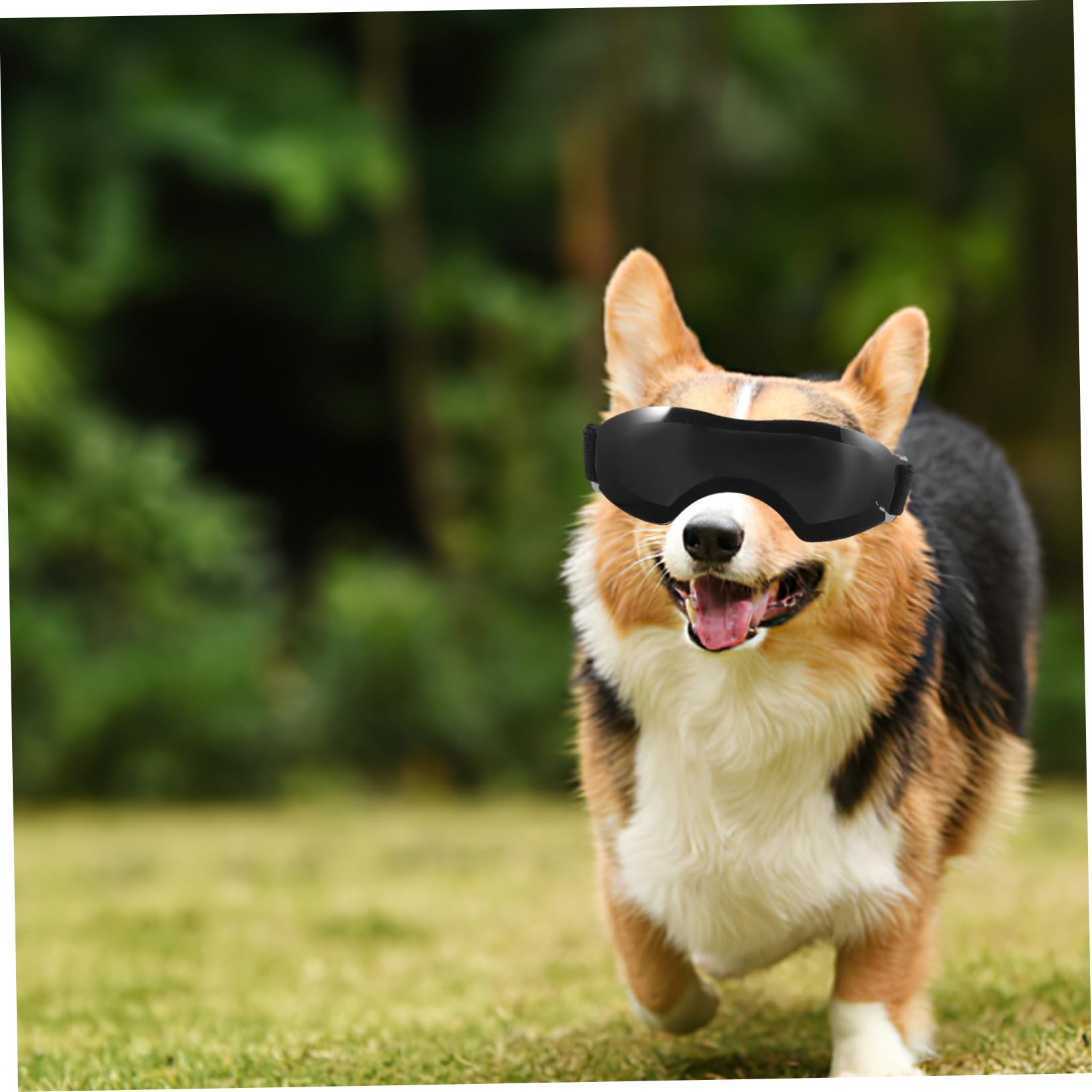BESPORTBLE 5szt Okulary Dla Zwierząt Artykuły Dla Zwierząt Plastikowe Okulary Zwierzak Domowy Gogle Dla Kota Okulary Przeciwsłoneczne Dla Psa Pies Okulary Słoneczne