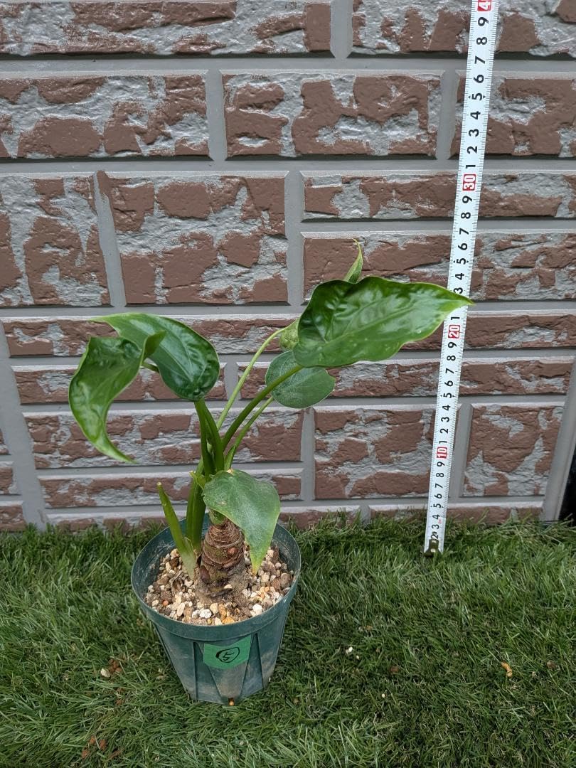 クワズイモ 約40cm 光沢のある葉、子株、新芽