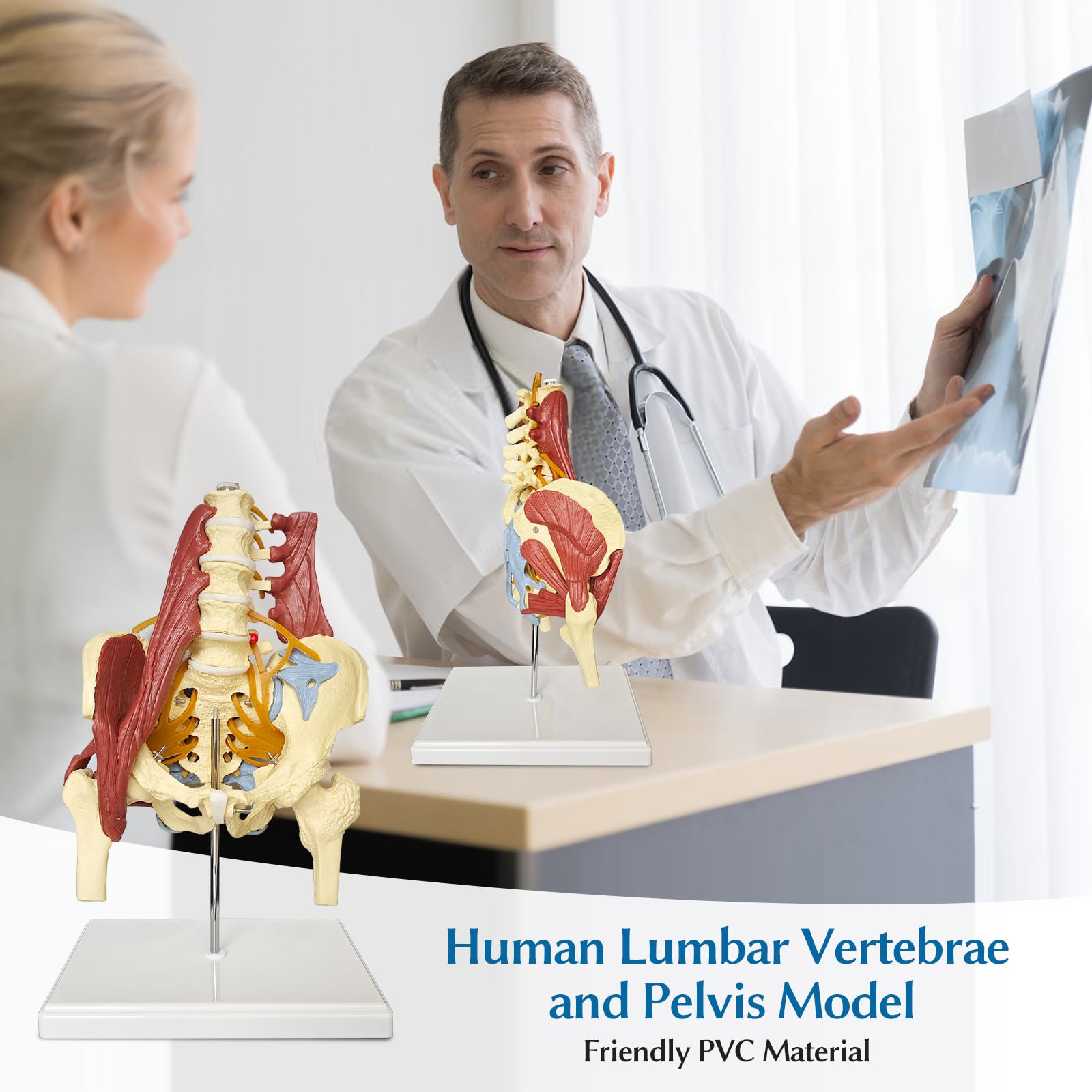 Human Lumbar Spine Bone Model Female Pelvis Model 1:1 Life Size Nerves Hip Joint Muscle Anatomy Model Removable Movable Femur Heads Product Manual Card for Medical Education Study product thumbnail 7