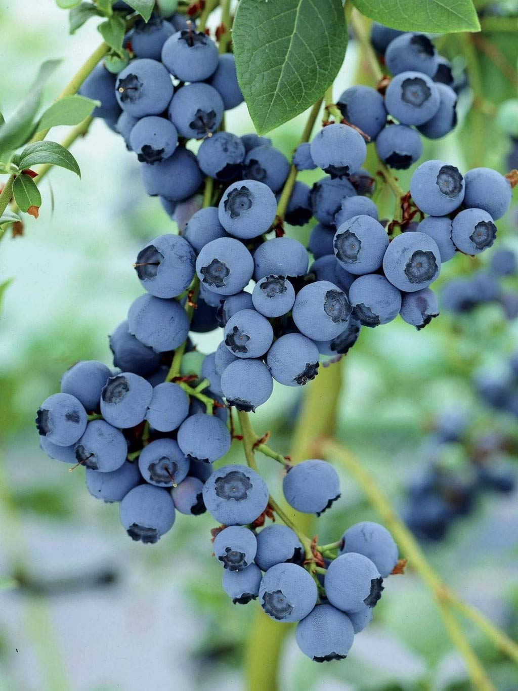 Creative Farmer Garden Rare Bush Blueberry Fruit Healthy Plant (B08Q8H525Q) Amazon Price History, Amazon Price Tracker
