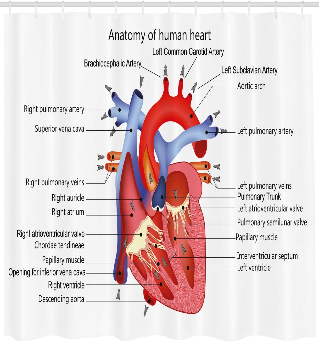 Ambesonne Science Shower Curtain, Structure of The Heart Human Body Anatomy Organ Veins Cardiology, Cloth Fabric Bathroom Decor Set with Hooks, 69" W x 70" L, Coral Red
