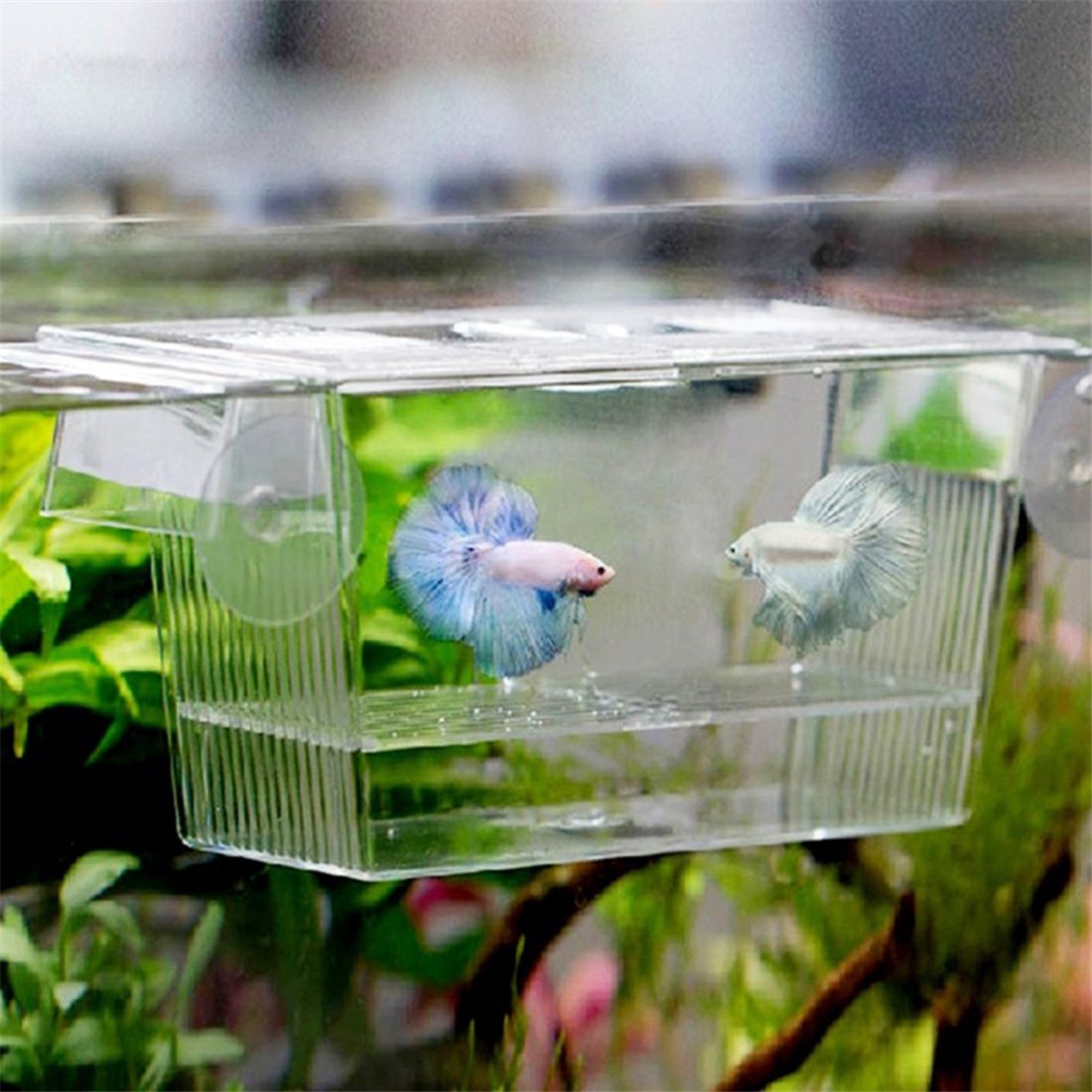 Amazon | KLUMA 孵化ボックス 魚 多機能孵化機 アイソレーション
