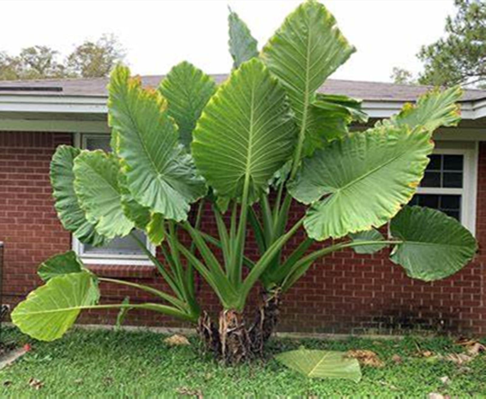 Gorgeous Elephant Ears Mix for Planting UK,Greening Flower,Perennial,Strong Plants That Grow Well,Excellent Display,Iridescent,Good for Containers,Greening Rhizome,Hardy.-3Bulbs-greenJ