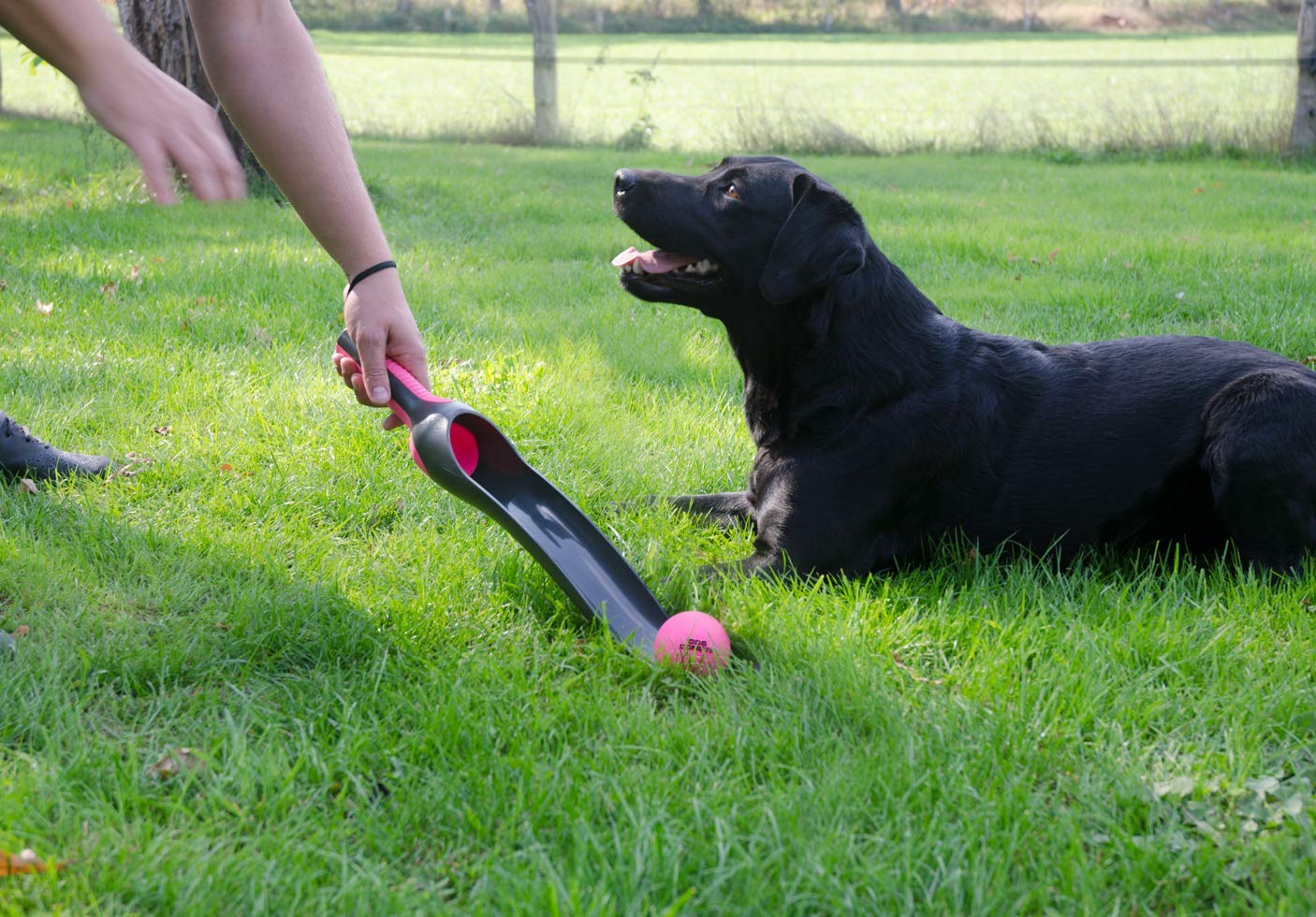 Pelotas De Juguete Para Perros Perro Cometas Estrella Lanzador Rosa