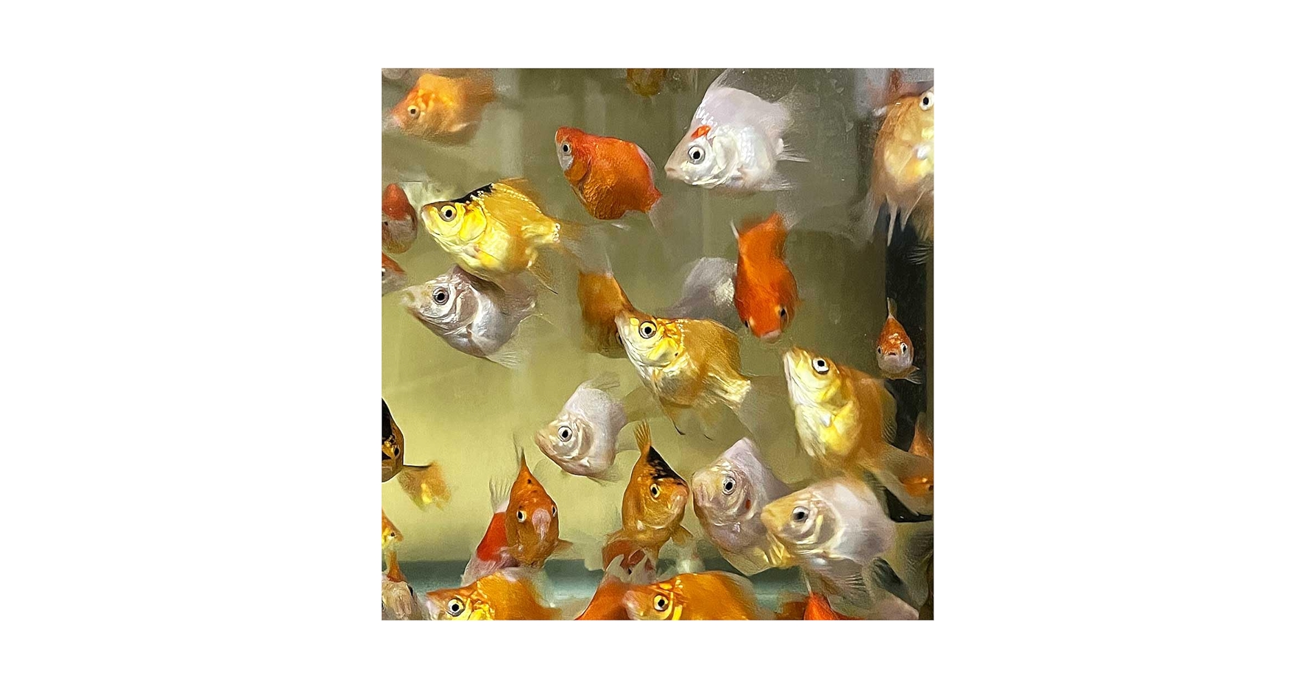 Amazon | 【生体】タマサバMIX 玉サバ 5匹 金魚 SSサイズ 約2cm