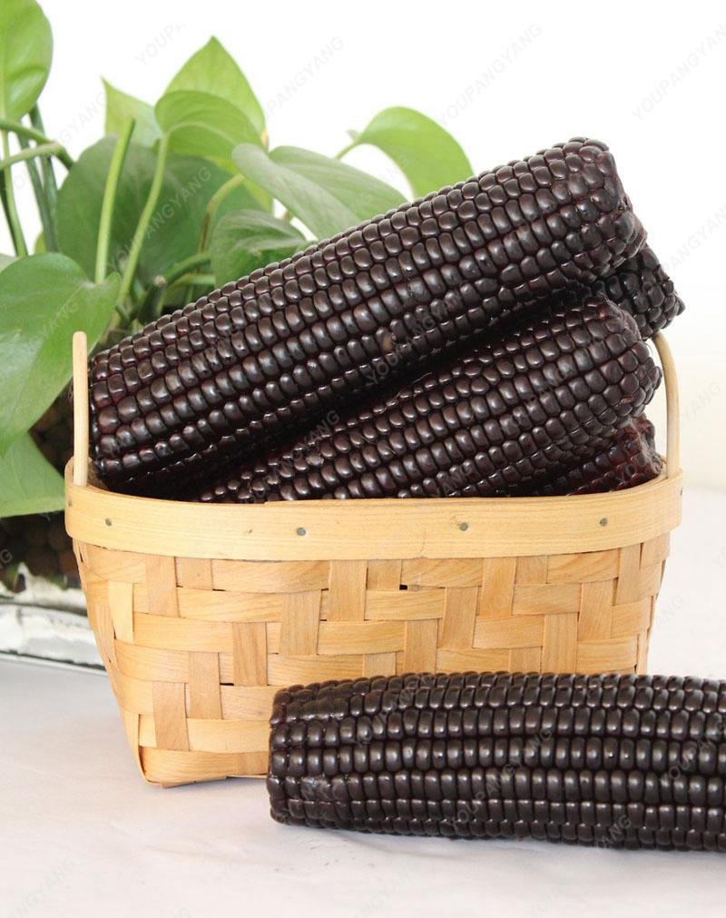 20 Seeds/Black Pack CER cerosa Corn of Sticker Black Black Black of The Seeds of Organic Corn Seeds Plant Bonsai Black Vegetable