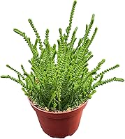 Vista 35 de Cotyledon Pendens de 4 pulgadas, suculenta viva completamente enraizada en macetas con mezcla de tierra, planta doméstica rara para la decoración