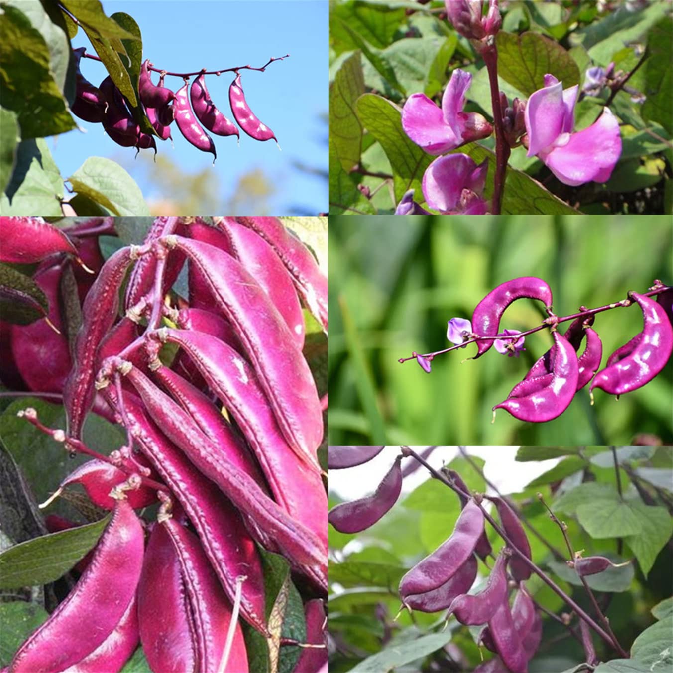 Hyacinth Beans Facts, Health Benefits And Nutritional Value