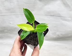 Amazon.com : Philodendron Moonlight aka Golden Goddess - Rare Live