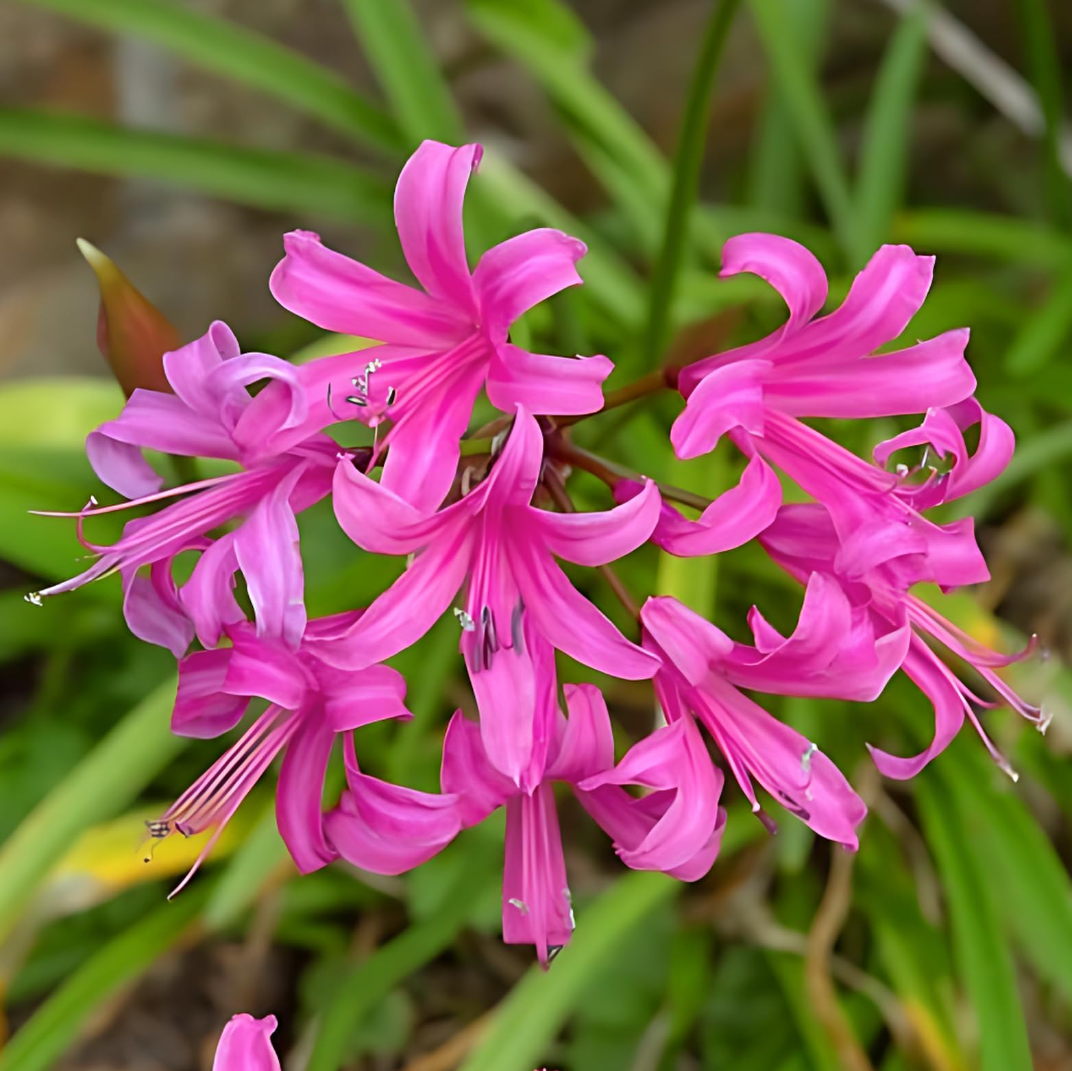 2/3 / 6 Nerine Bowdenii Garden Bulbs Guernsey Lily Autumn Pink Flower Perennial Corms (3 Bulbs)