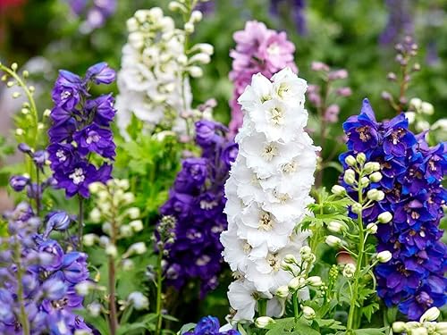 Miniatura 2 de Larkspur Giant Imperial Seed Mix Delphinium Consolida 100 semillas para plantar