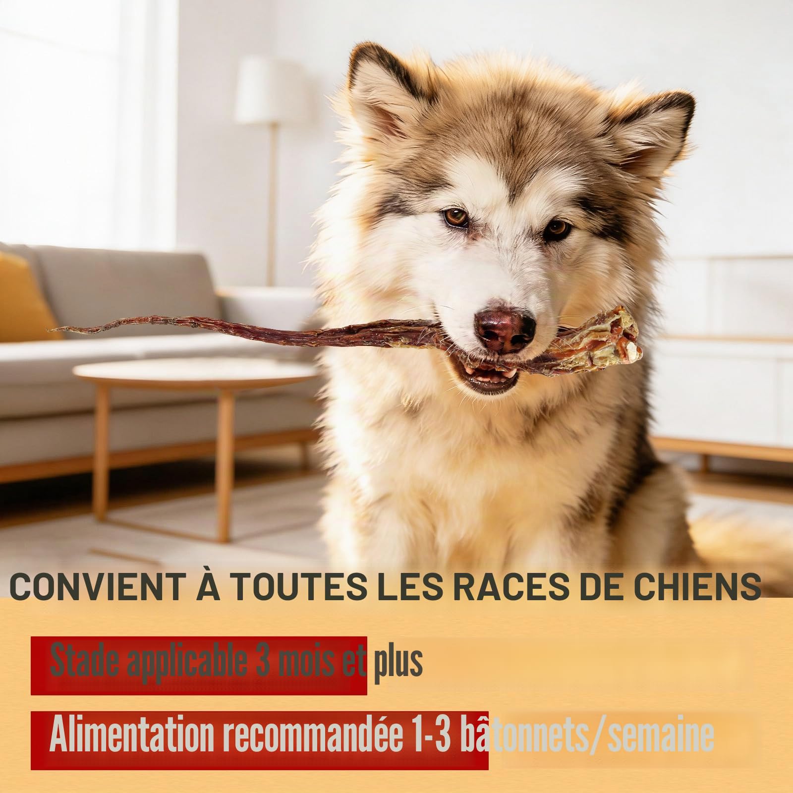 Os de Queue de Bœuf Nourris à l’Herbe pour Chiens-Friandises à Mâcher Durables, sans Additifs ni Remplisseurs, Favorise la Santé des Dents et des Gencives, Ingrédient Unique (3 PCS)