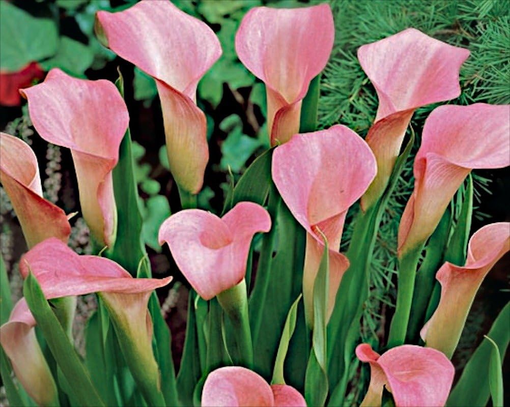 Zantedeschia rehmannii (Pink Calla lily) 1 bulb