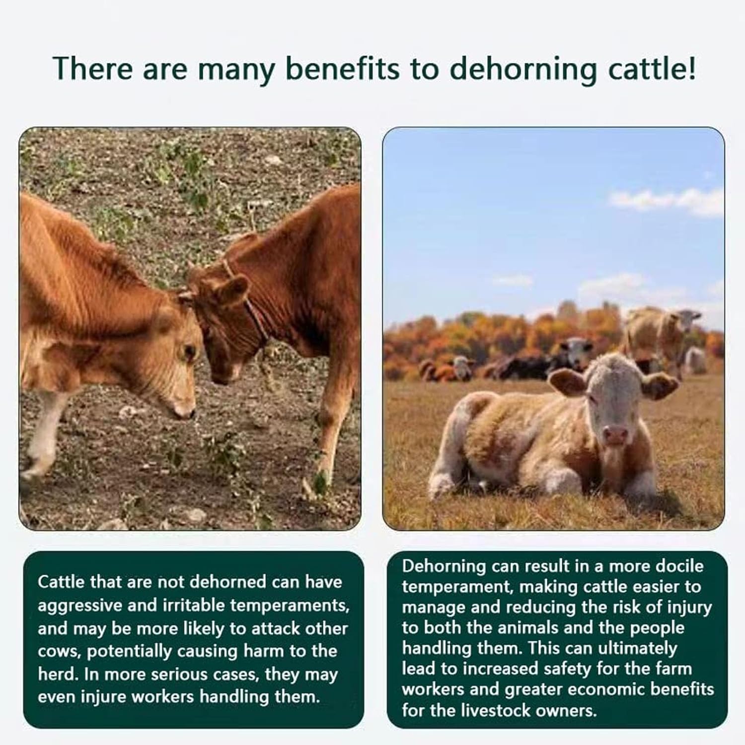 Cordless Electric Dehorner Tool - Fast Heating Battery-Powered Horn Remover for Cattle, Sheep, Goats - Handheld Dehorning Solution for Livestock Farms