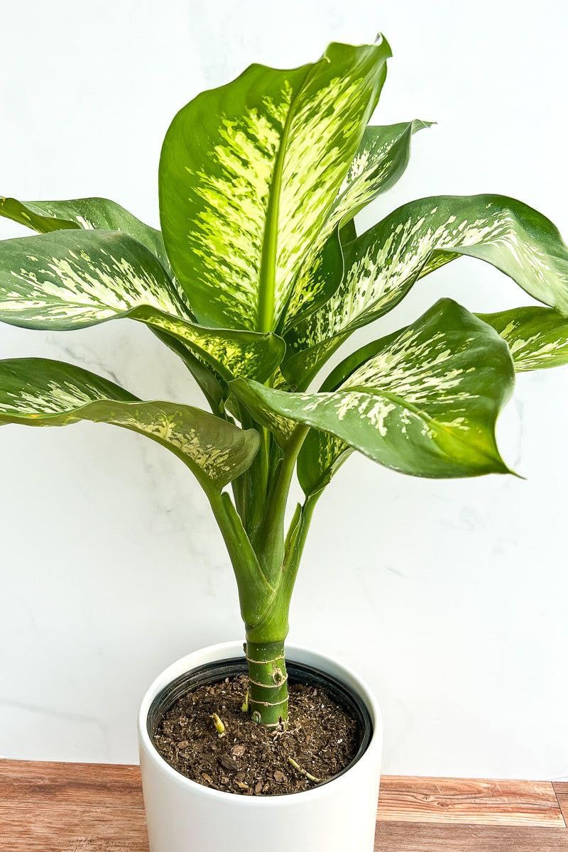 Dumb Cane Live Indoor Foliage Plant | Dieffenbachia House Decoration Plant (1 Healthy Live Plant)-image-49