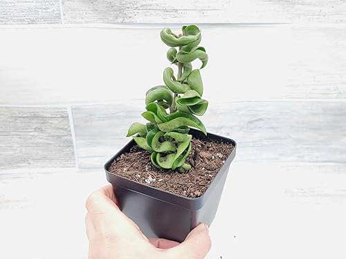 Miniatura 2 de Hoya Compacta - Plantas de interior raras vivas con cuerda hindú (todas las plantas son plantas completamente enraizadas) en 4 pulgadas por