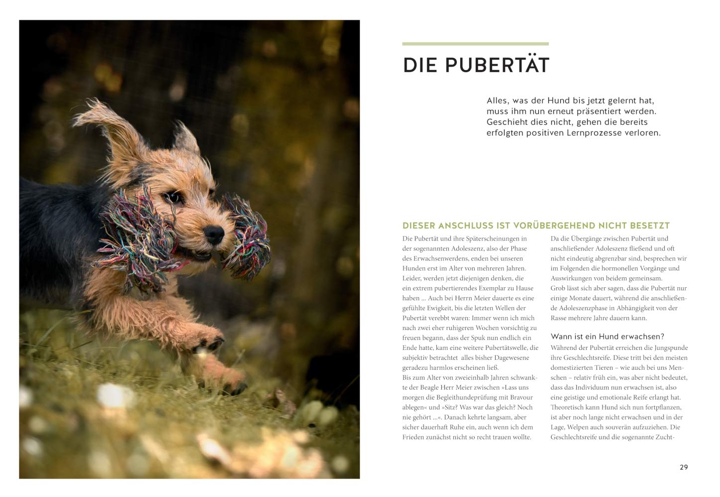 Wenn der Welpe zum halbstarken Hund wird: Gelassen durch die Hunde-Pubertät (überarbeitete und aktualisierte Neuausgabe) (GU Welpen)