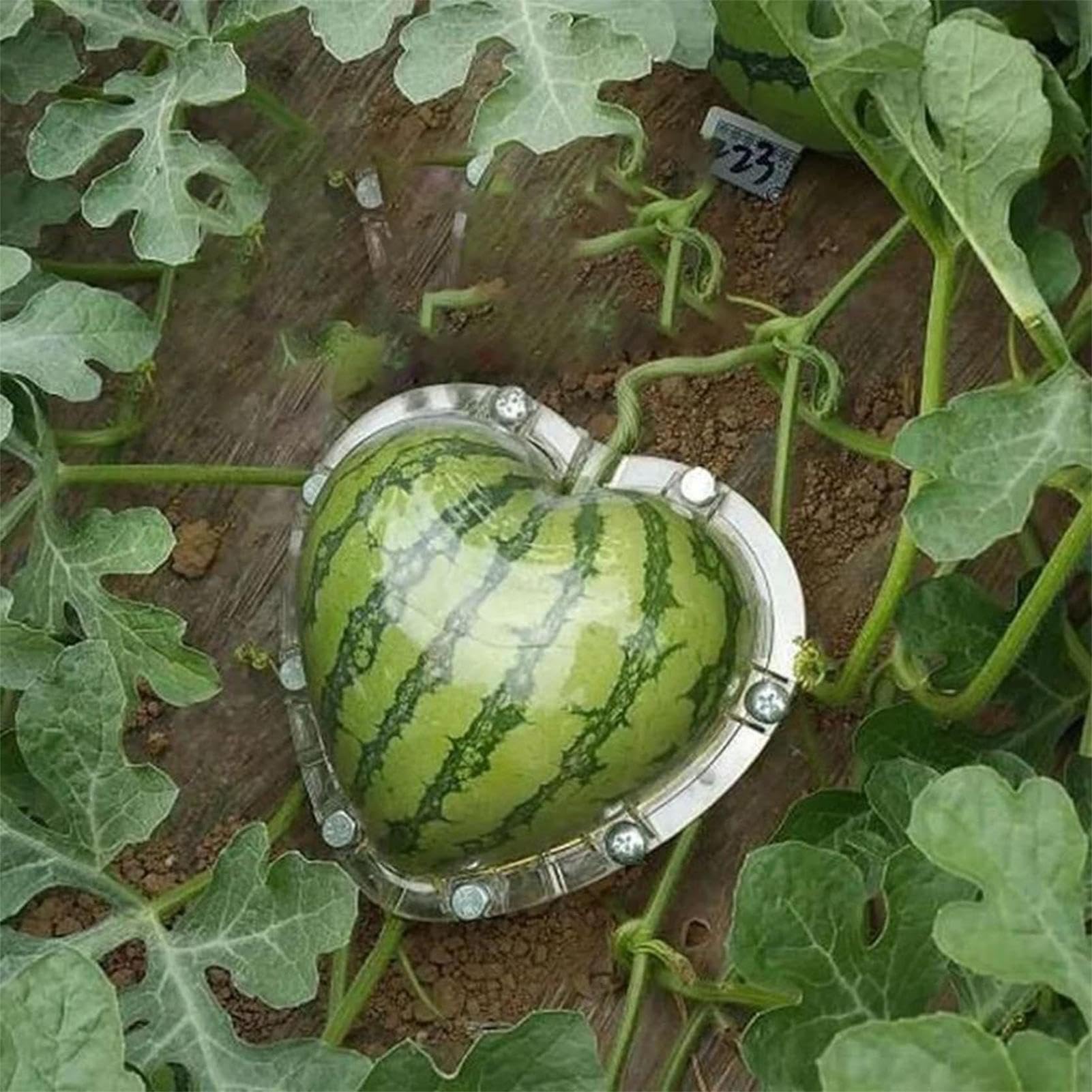 Stampo per coltivazione 'anguria a forma di cuore – strumento trasparente per modellare frutta con fori traspiranti | Stampo da giardino riutilizzabile per cuori, angurie e zucche | Coltivazione