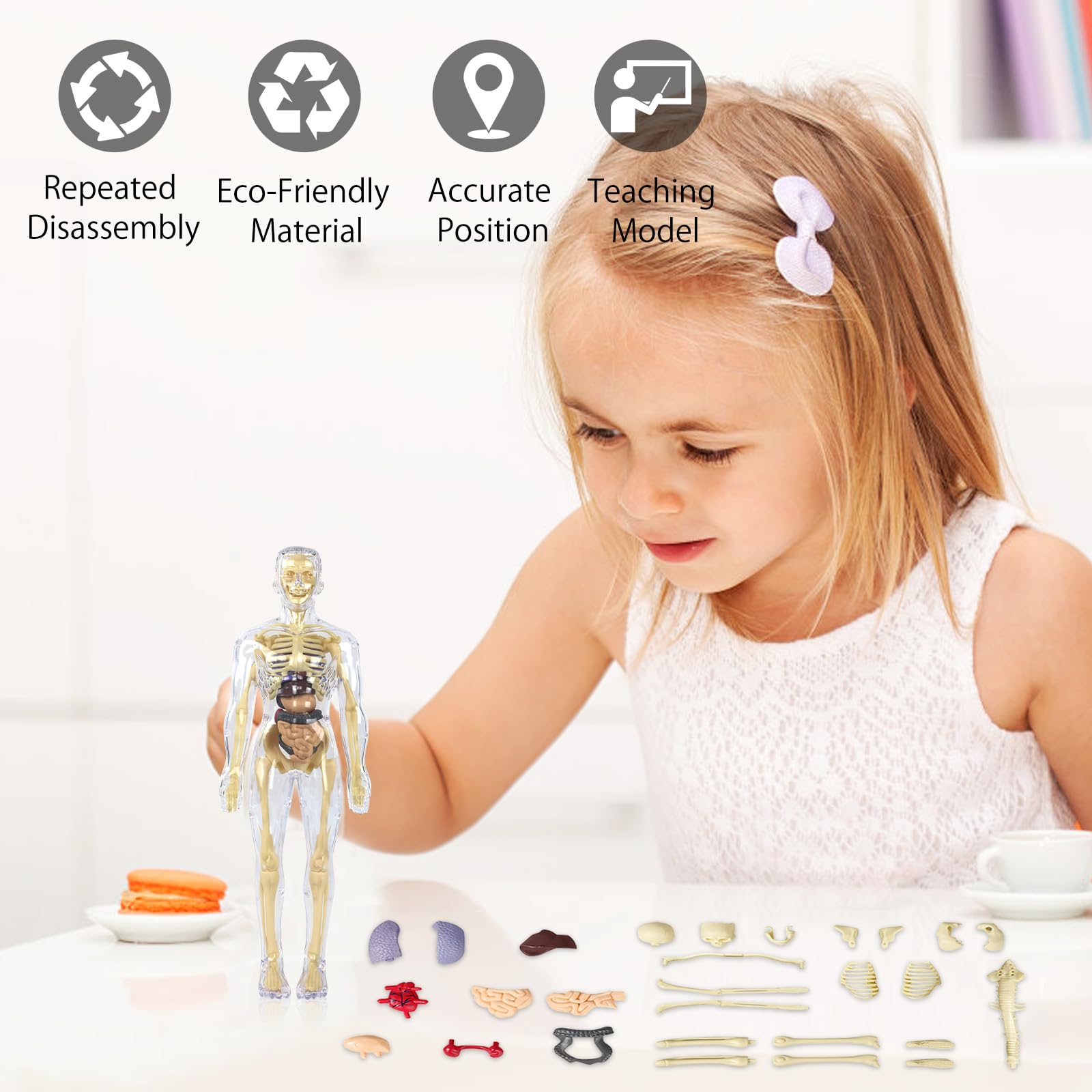 Anatomiczny model tułowia 3D, szkielet ludzkiego ciała, model edukacyjny dla dzieci, przedszkolna