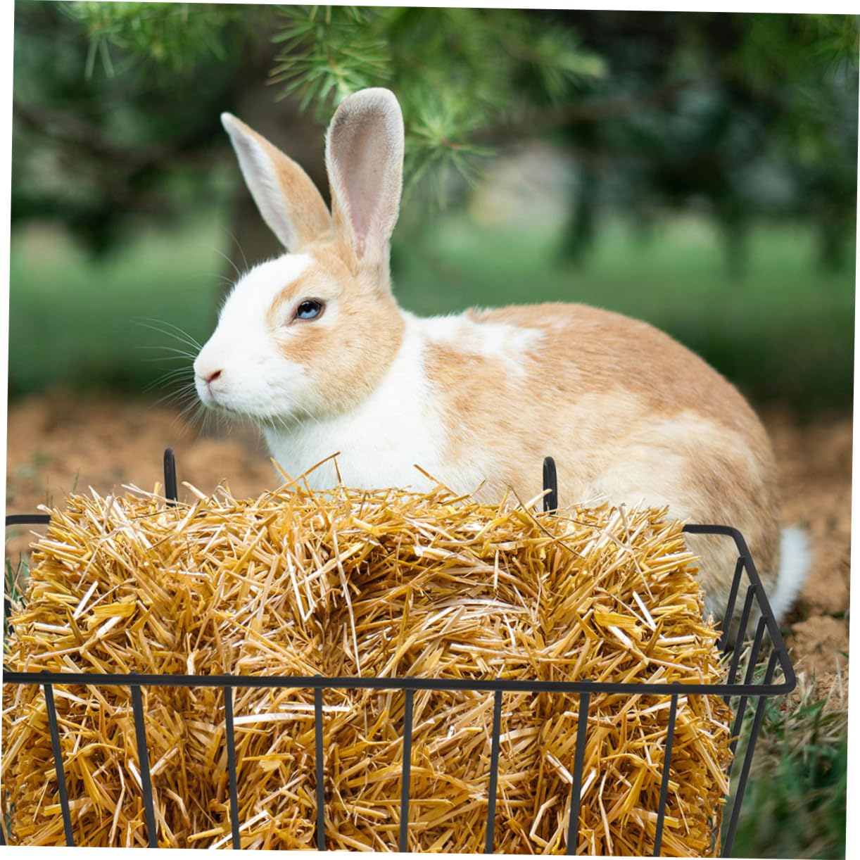 Râtelier à Foin pour Lapins en Fer Noir 5 Pièces pour Cage | Contrôle des Portions, Stable et Difficile à Déplacer, Adapté aux Chinchillas et Lapins en Intérieur