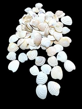 Deniz Kabuklar  100 Gr NO-3-CLAMROSE