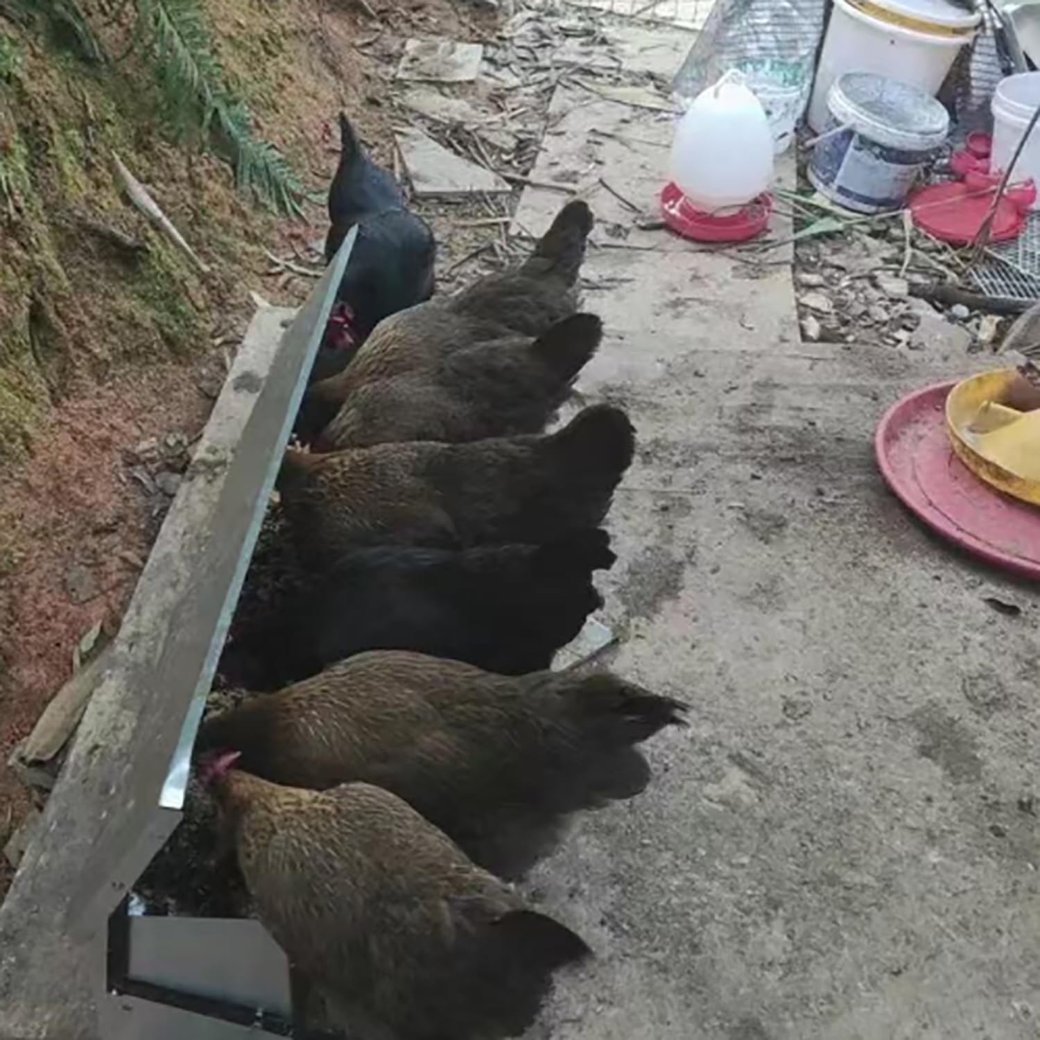 Alimentador automático de pollos de alta resistencia, equipo de alimentación de aves de corral operado con pies, accesorios para gallineros a prueba de roedores y lluvia