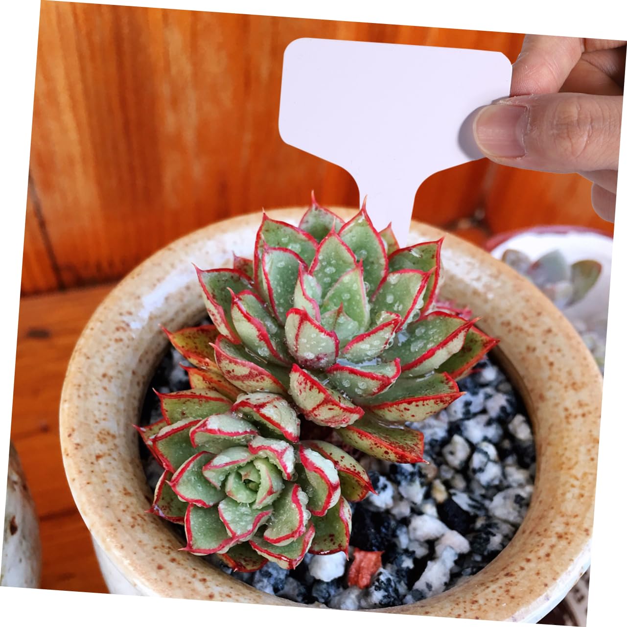 耐久性のあるプラスチック製の植物ラベル 100個 簡単に洗浄 耐久性のあるプラスチック製の植物ラベル 100個 簡単に洗浄 Amazon.co.