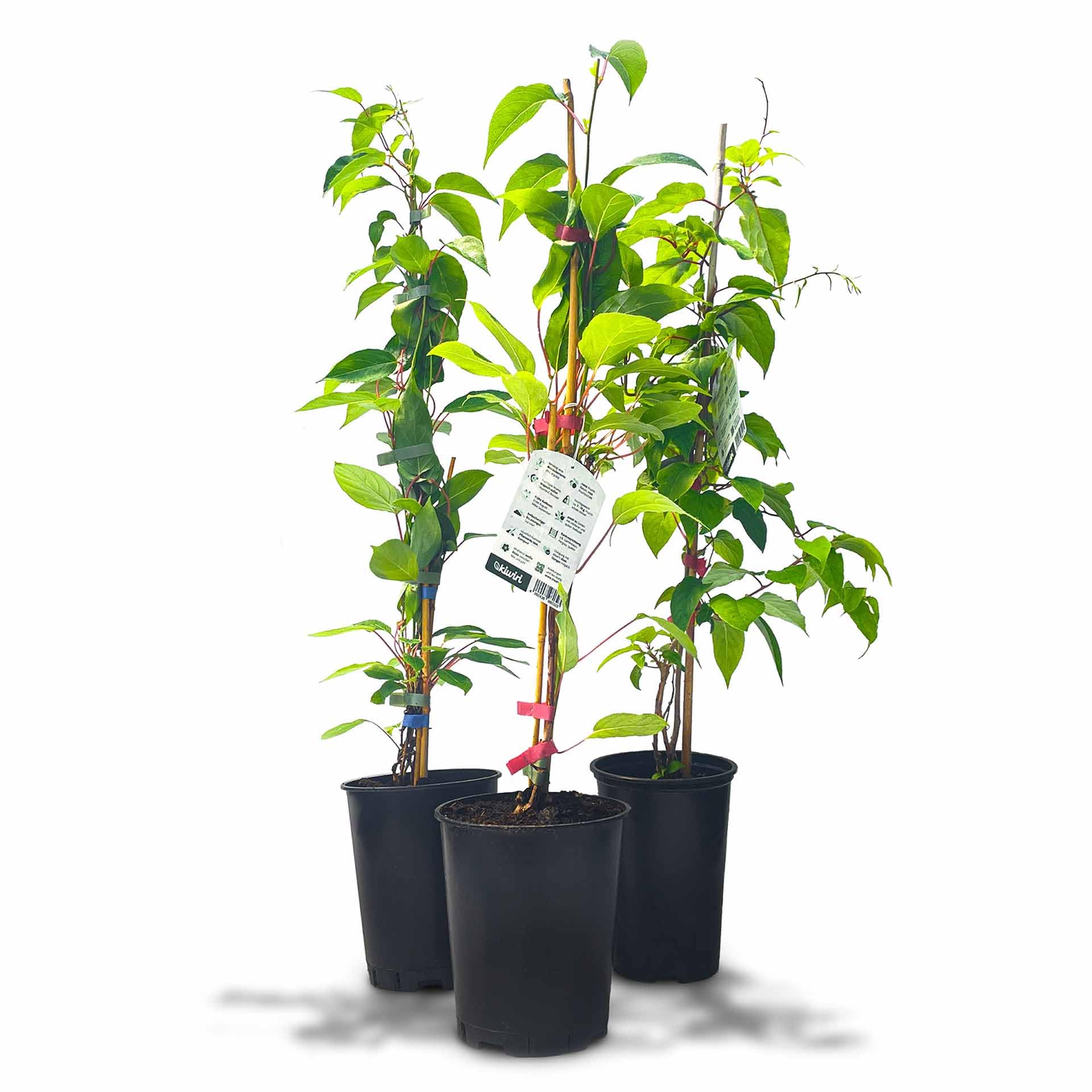 's Kiwi Trio – 3 plantas de kiwi (Actinidia arguta) – Mini kiwi – Garantía varietal directamente del cultivador