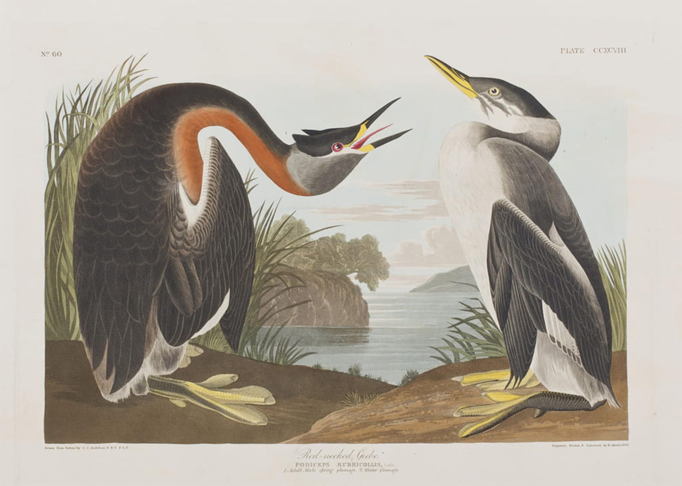 SERENDIPITP Retro Picture Poster Wall Art Pictures Painting Illustration From birds of America by John Jamess Audubon Wall Art Canvas Print for Wall Decor 60x90cm
