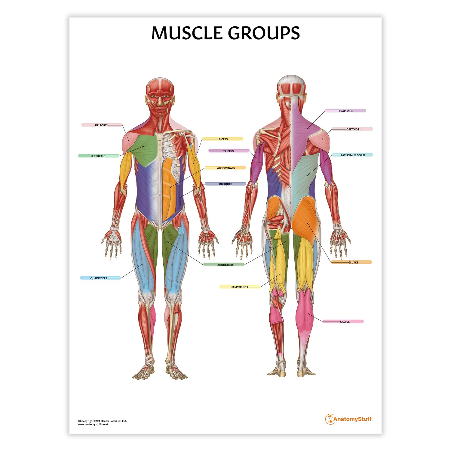 Anatomy Stuff Muscle Groups Anatomystuff Poster/Chart 45X60cm, 18X24 Inches, Muscle Anatomy Poster, Fitness Diagram, Gym Wall Poster