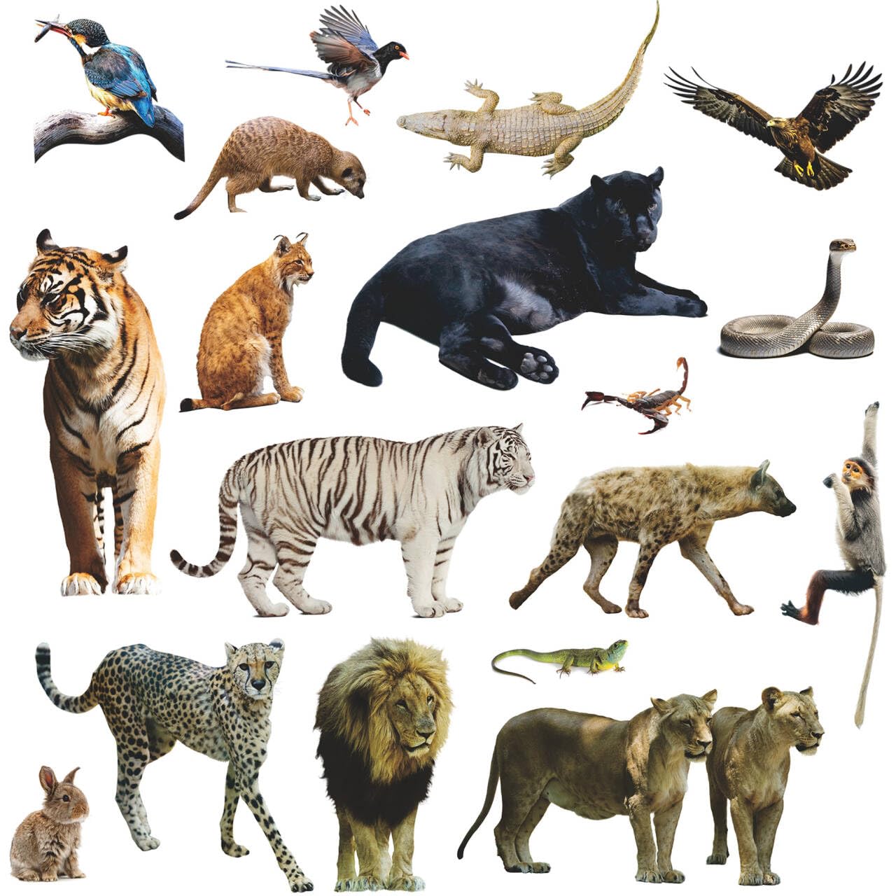 AM AMAONM Removable 3D Nature Jungle Wild Animals Wall Stickers DIY Peel and Stick Safari Tiger Lion Elephant Wall Decals Aniaml Wall Art Decor for Kids Baby Bedroom Nursery Living Room (Wild Animal)