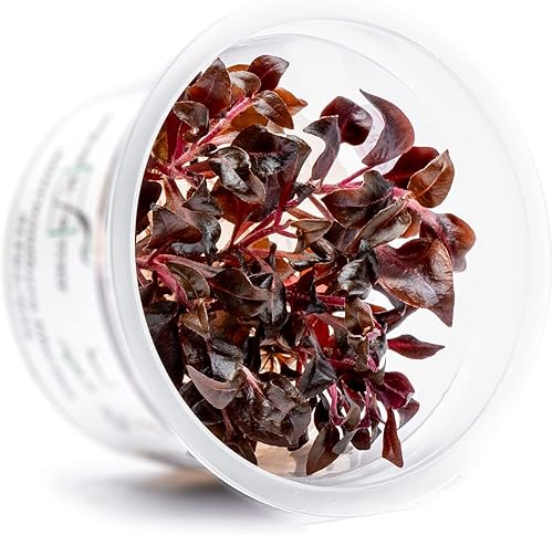 Miniatura 2 de Alternanthera Reineckii - Planta acuática de acuario vivo de cultivo de tejido de bronce, 100% libre de caracoles en copa Vitro (bronce AR)