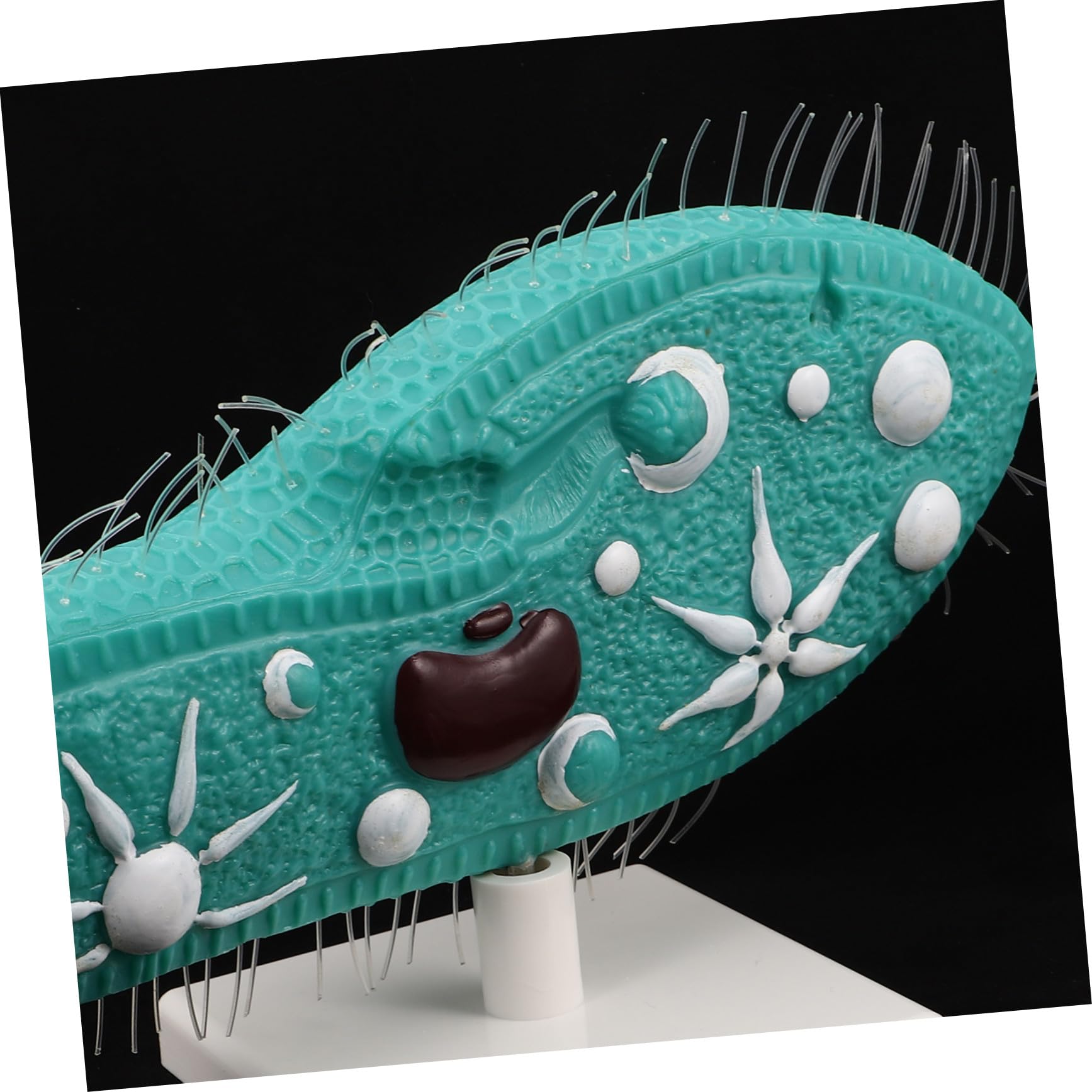 TOYANDONA Anatomisches Pantoffeltierchen Modell mit Ständer aus PVC Detailliertes Ziliendesign Stabilem Stand für Naturwissenschaftlichen Biologieunterricht in Schule