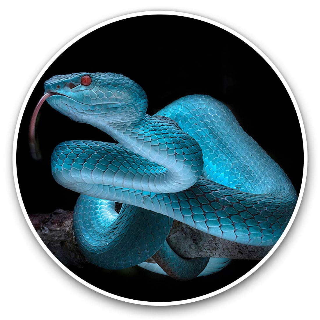 Vinyl Stickers (Set of 2) 7.5cm - Blue Viper Snake Reptile Snakes #15532