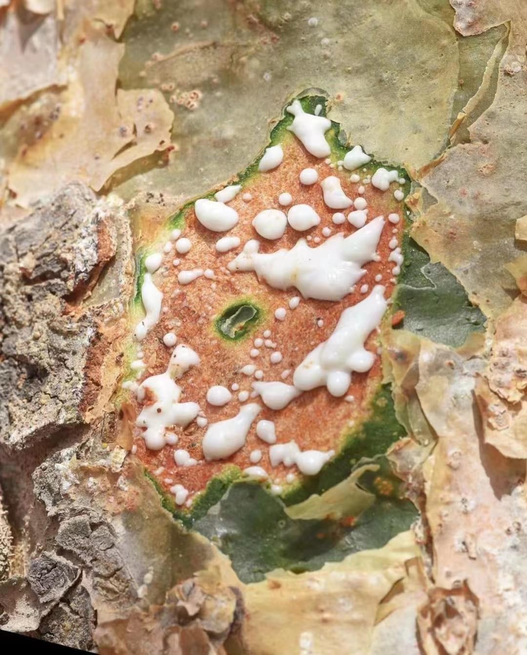 Amazon.co.jp: ロイヤルホジャリ フランキンセンス 緑乳香 30g 純天然