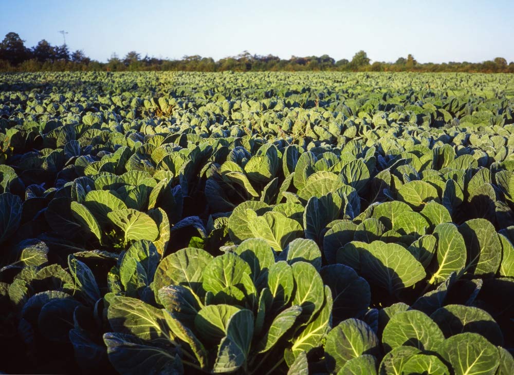 Carne del condado, Irlanda, cabbages de la colección de imágenes irlandesa/fotos de diseño (34 x 24)
