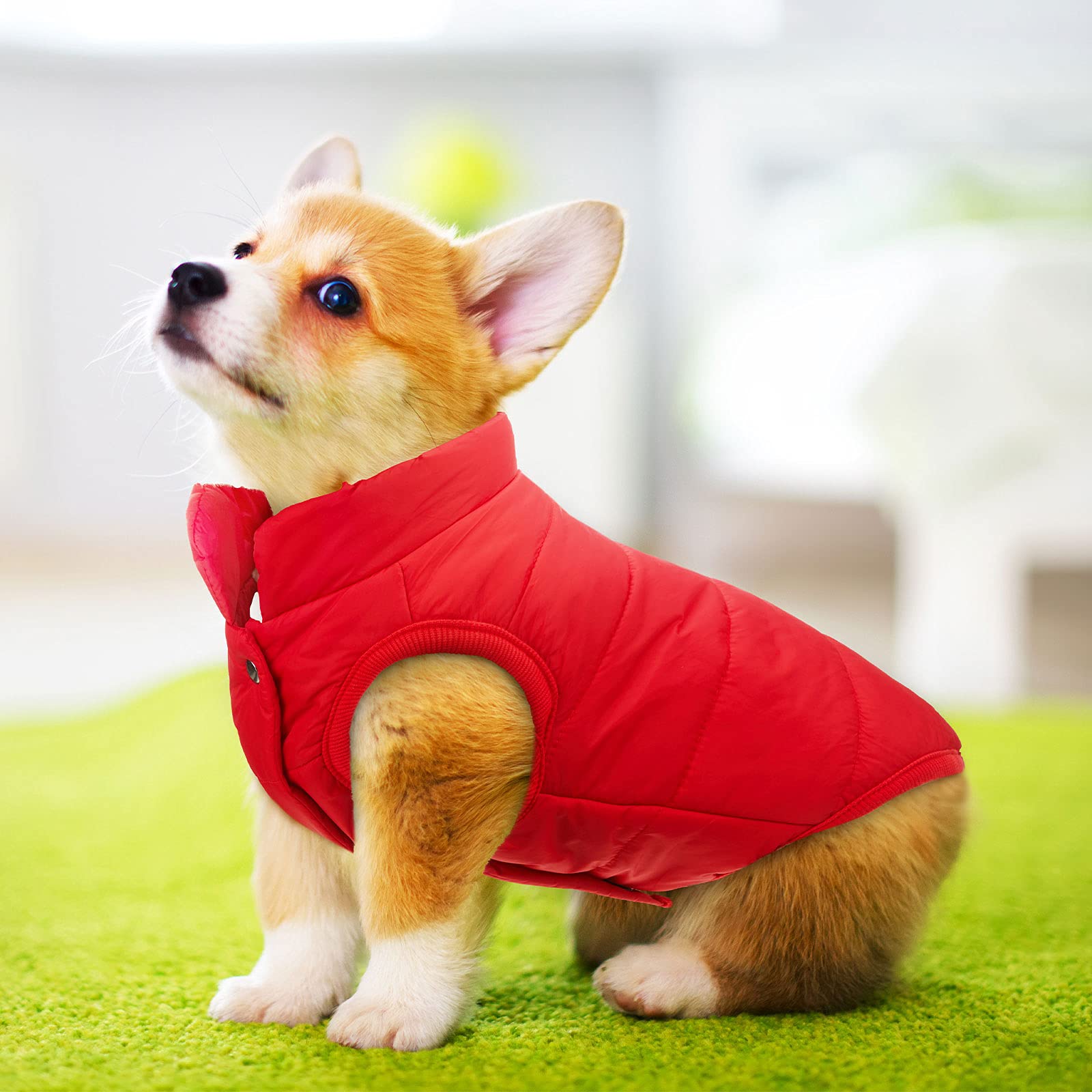 Syhood 2 Pièces Veste pour Chien pour Animaux de Compagnie 2 Veste de Chien Chaud Doublée Polaire Manteau Doux de Petit Chien Coupe-Vent pour Hiver Température Froide (M)