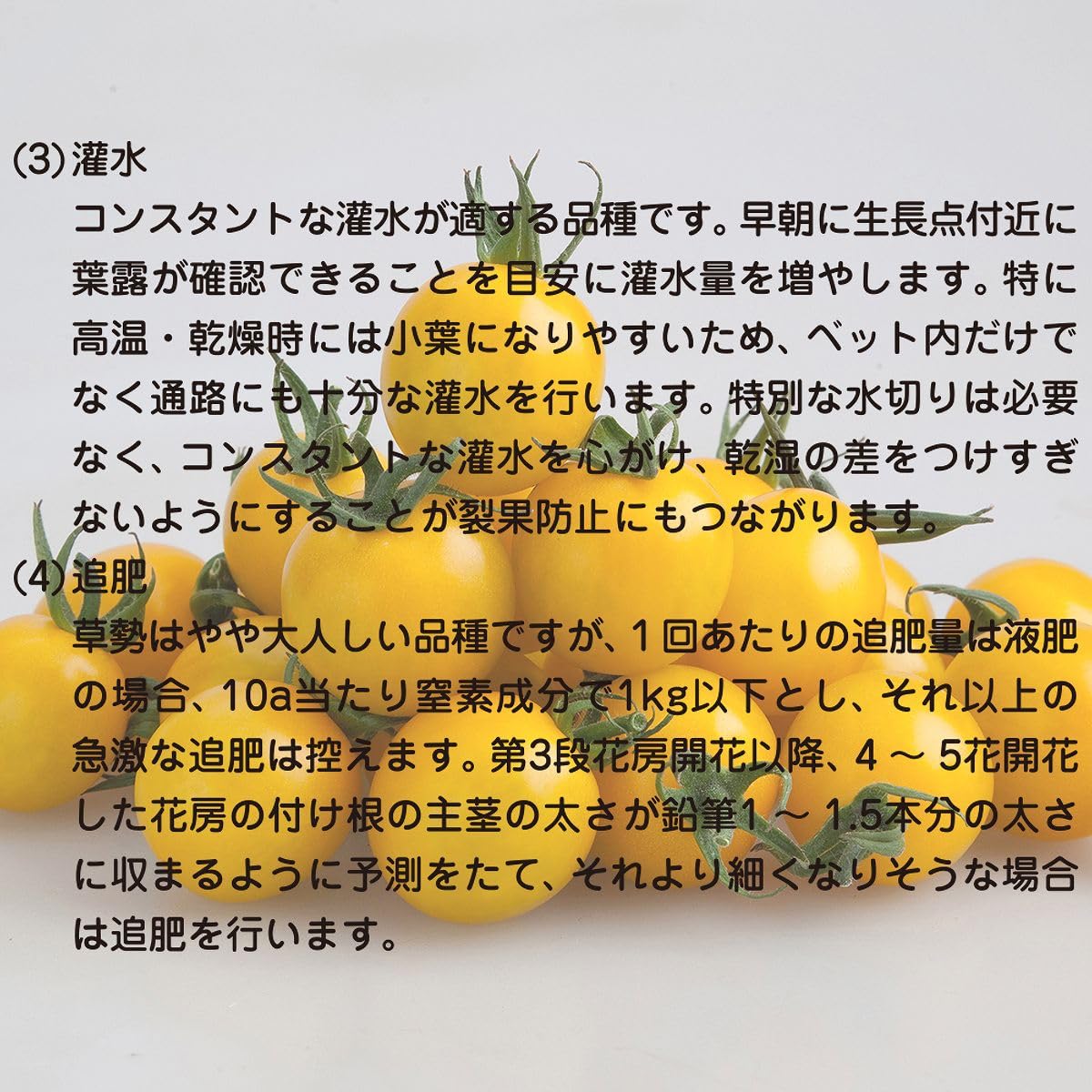 Amazon.co.jp: ミニトマト イエローミミ 100粒 カネコ交配 カネコ種苗