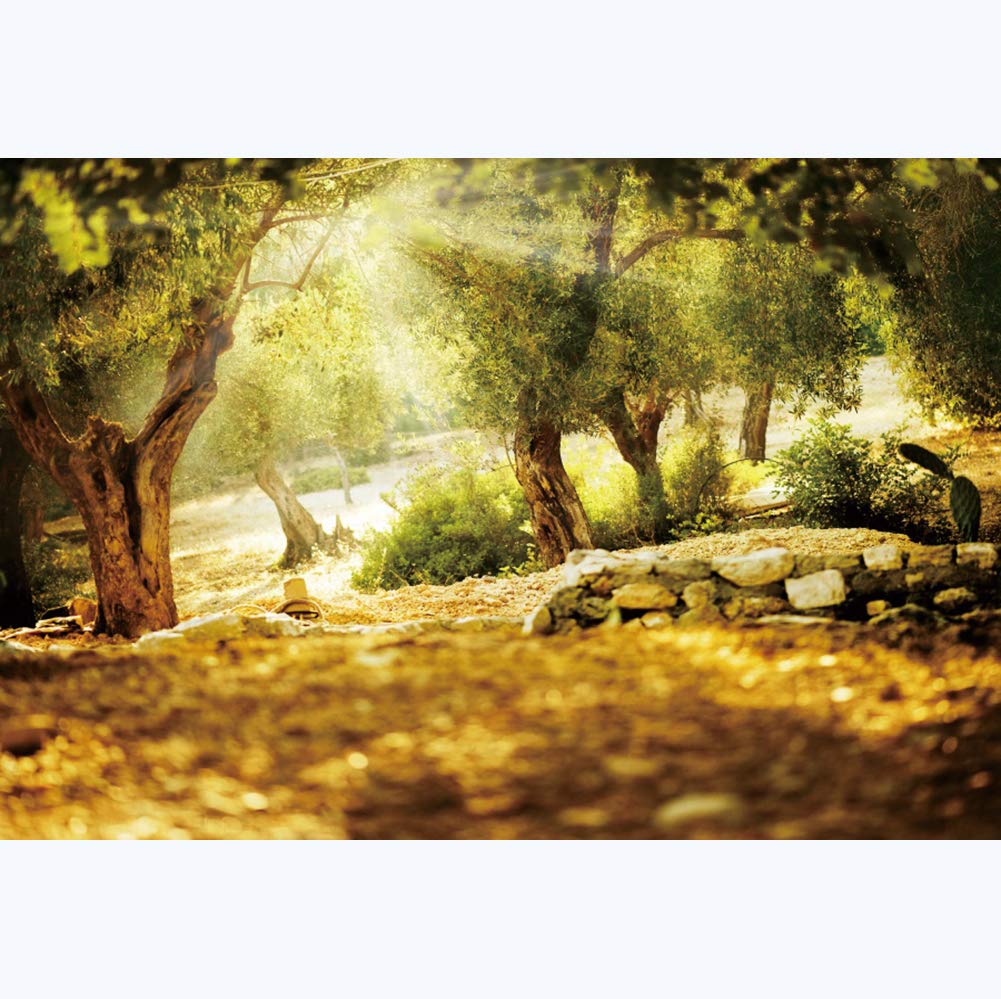 Leyiyi 8x6ft Natural Scenery Backdrop Olive Trees Sunshine Wonderland Dreamy Haze Blurred Background Stone Natural Forest Landscape Video Photo Studio