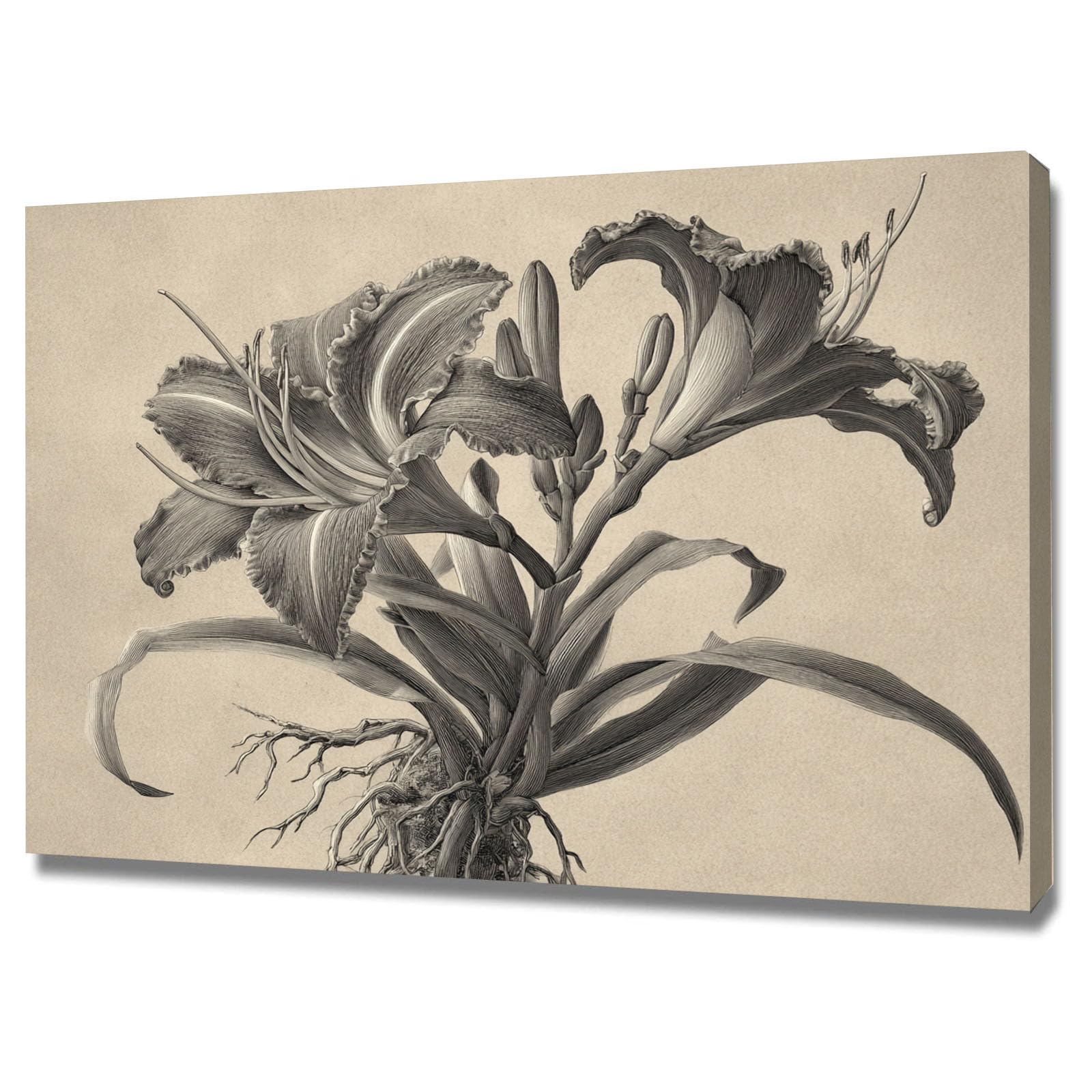 ZAMAEIU Moderno Flores Arte Deco Botánica Dibujo lineal de lirios decoración de pared moderna para dormitorio, baño, sala de estar（Negro-80x120cm Enmarcado