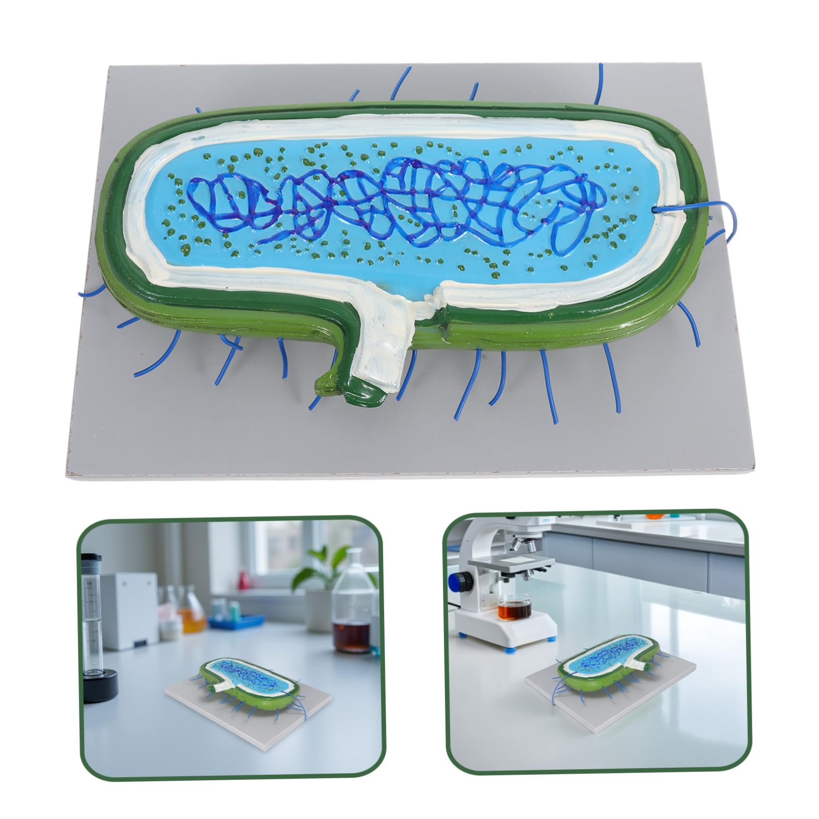 Zellkernmodell als Vergrößertes Kunststoff Biologiemodell für Unterricht | Zellstrukturmodell , Ausstellungsmodell für Schüler , Detaillierte Organellen Darstellung