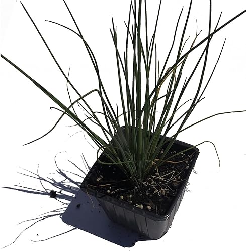 Miniatura 3 de Planta de cebollino orgánico, (Allium schoenoprasum) maceta de 2.5 pulgadas - Hierbas de jardín de cocina planta viva