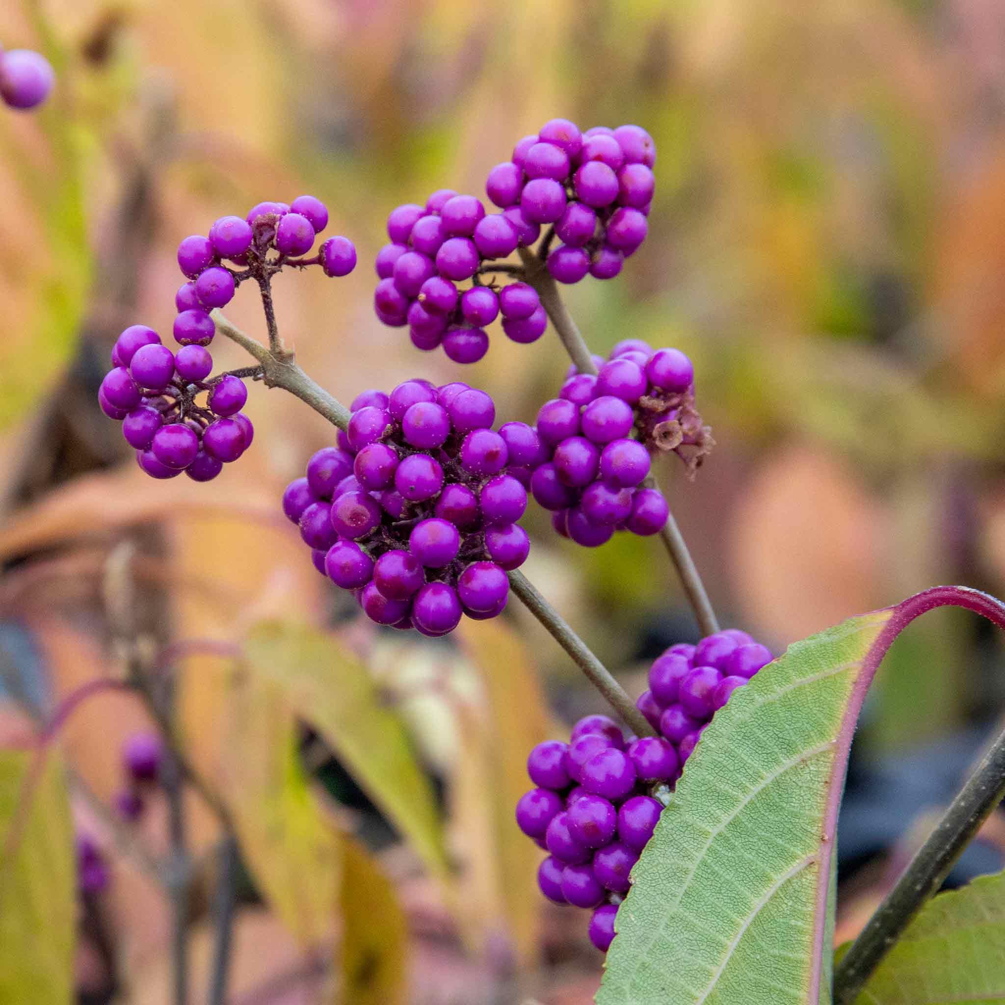 Marshalls Garden Callicarpa Bodinieri 'Profusion' Beautyberry Shrub, Purple Winter Berries, Hardy, Pollinator Friendly 9cm Plant