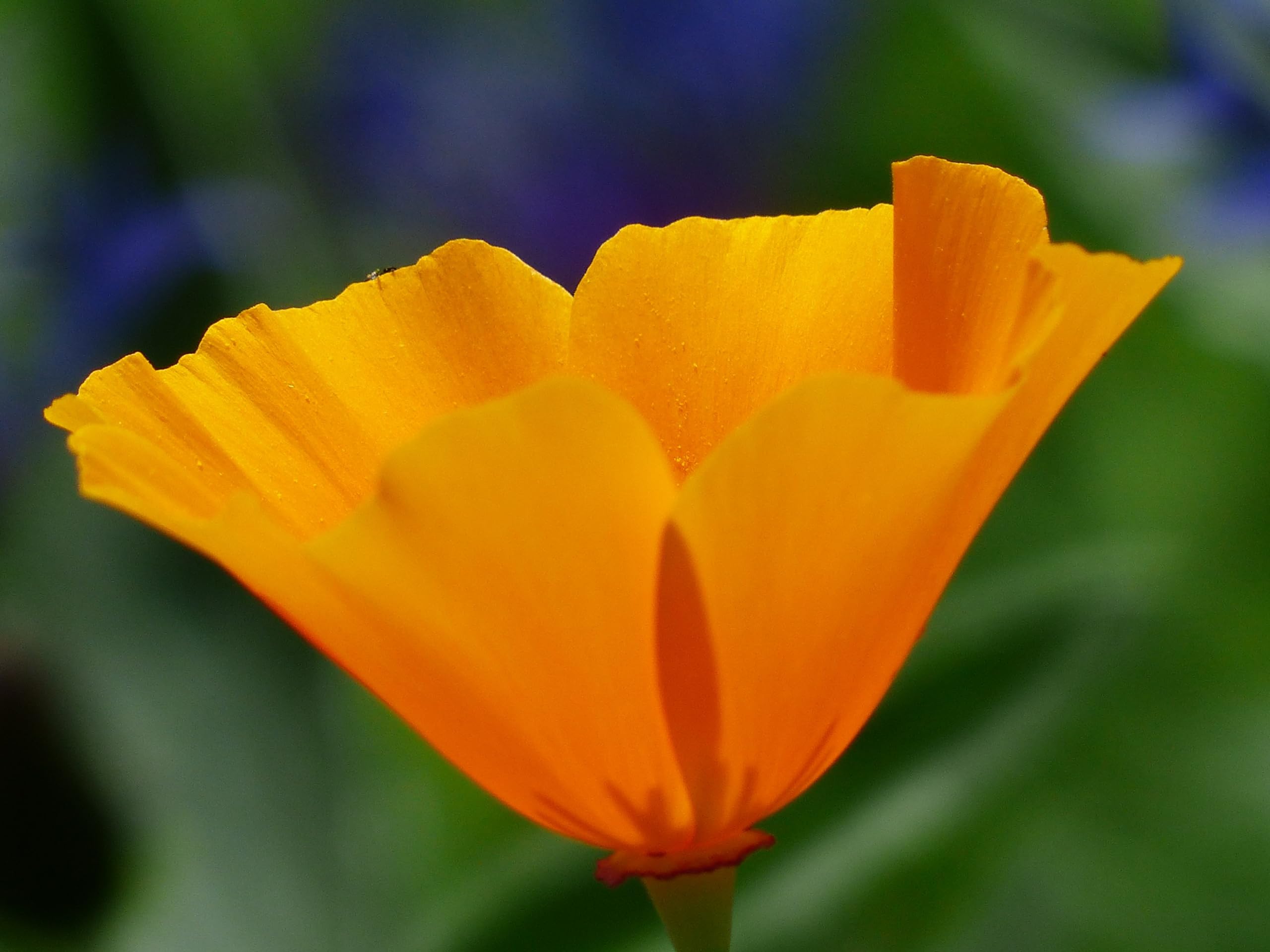 Goldmohn (Eschscholzia californica) Samen. Kalifornischer Mohn, Goldbecher. Heilpflanze (20000 Samen = 26,0g)