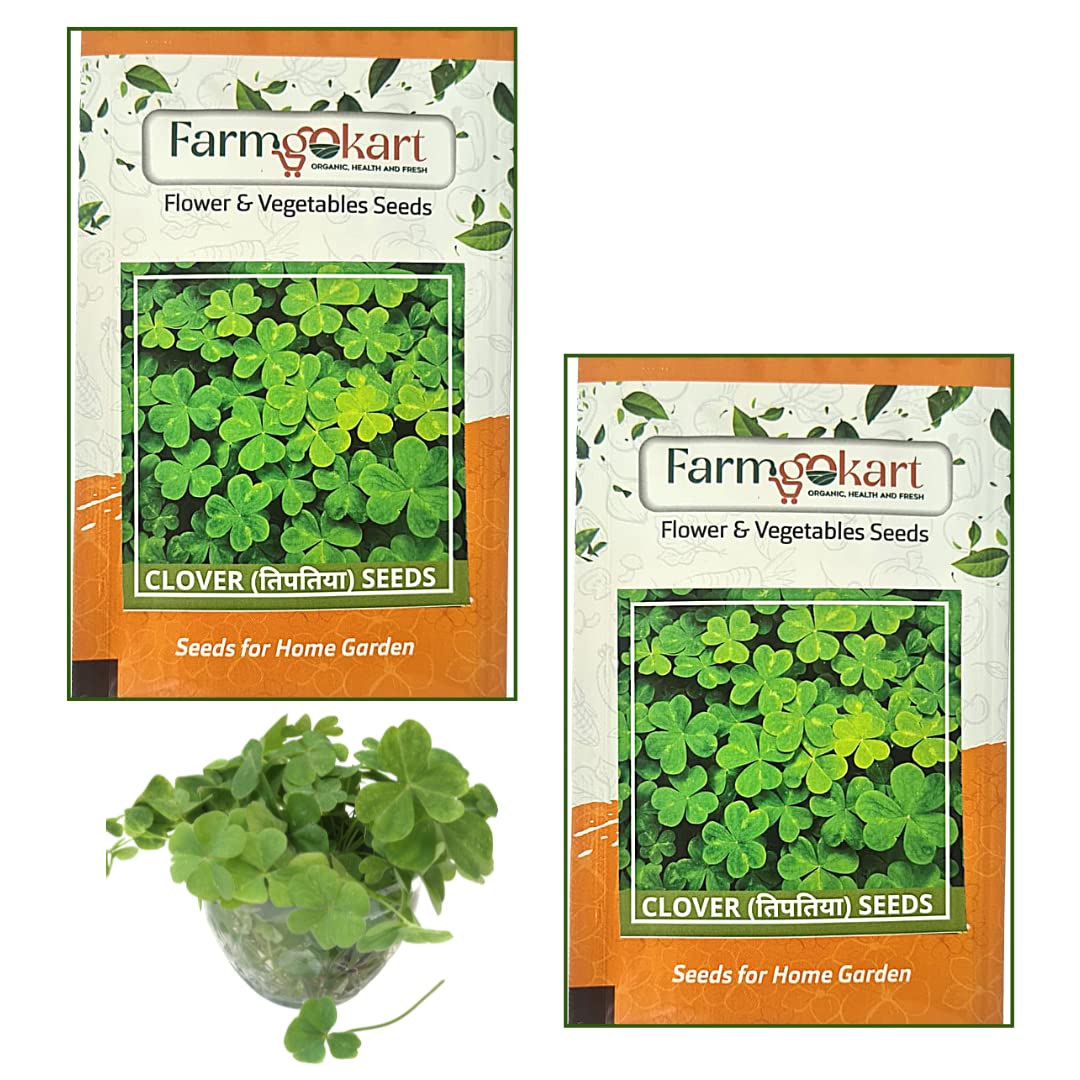 2 Packets of CLOVER SEEDS | Best Suitable For Terrace And Home Gardening | Quality vegetable and Herbs Seeds Pouch | quanityt 10 Gms per Packet (B0BQDNJK4D) Amazon Price History, Amazon Price Tracker