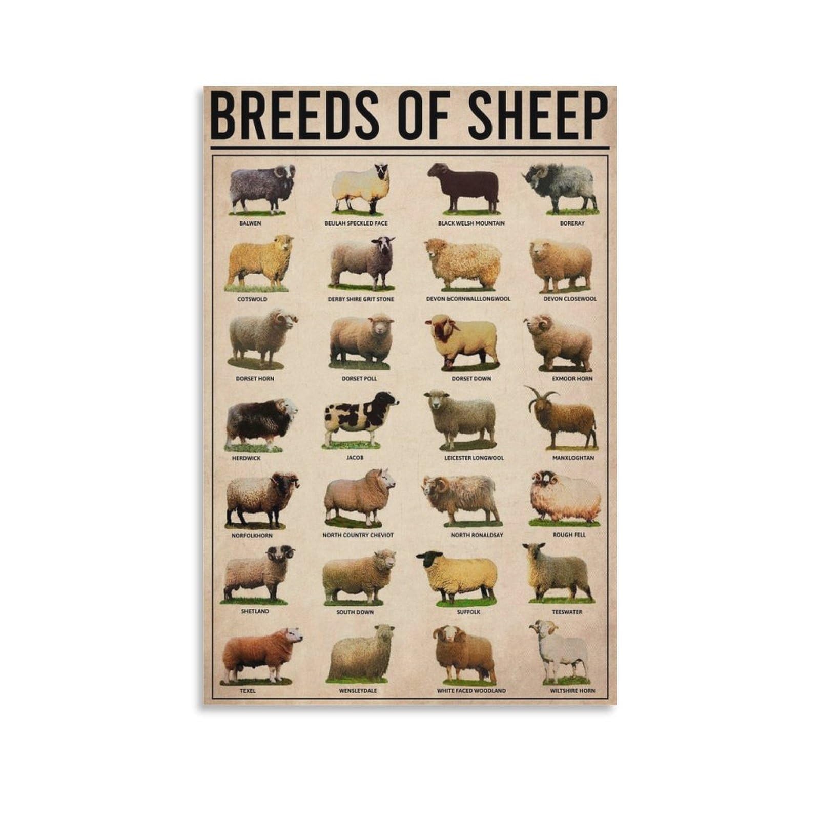 GQVCJSW Breeds Of Sheep Knowledge Poster Canvas Poster Wall Art Decor Print Picture Paintings for Living Room Bedroom Decoration 12x18inch(30x45cm)