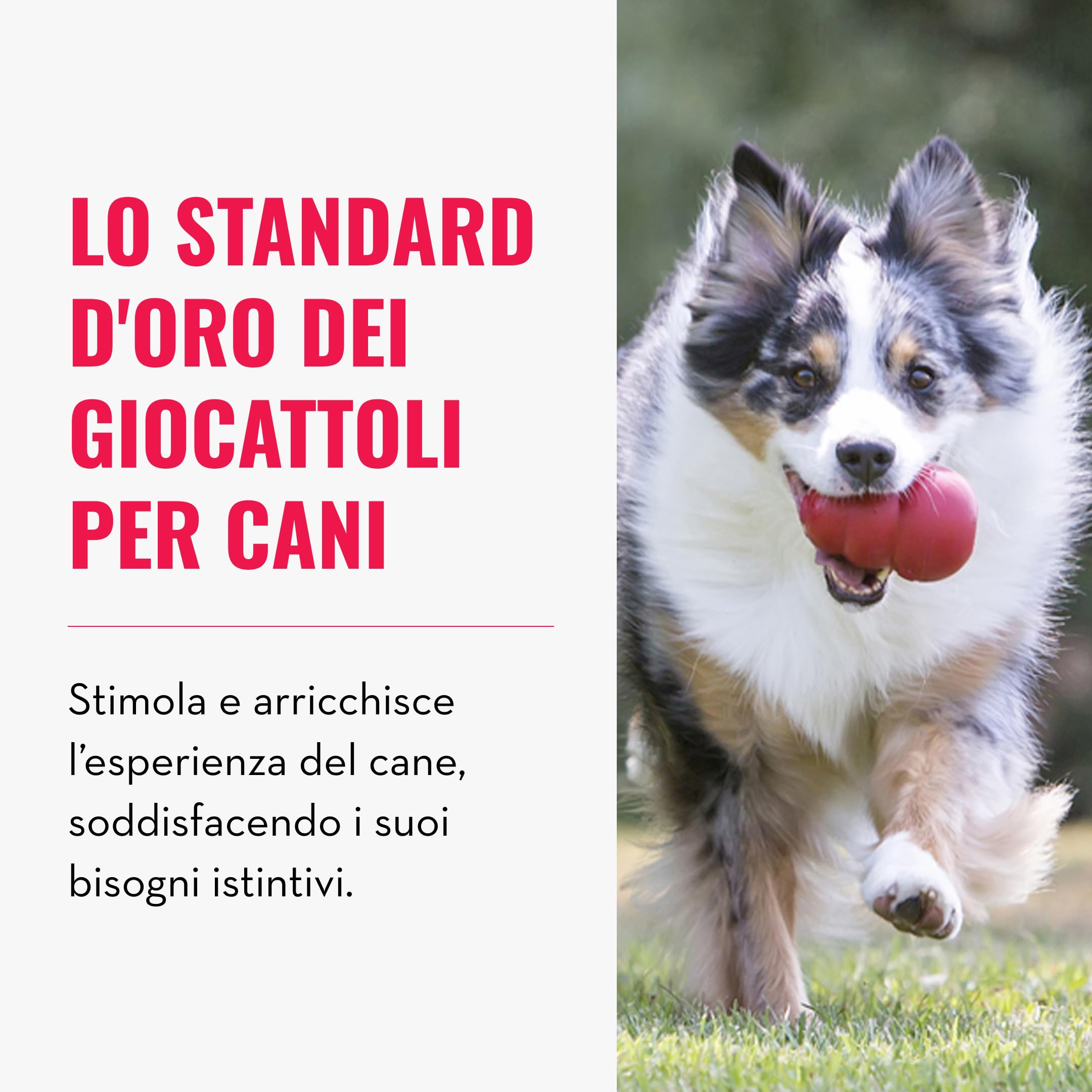 Pulizia Denti Del Cane: Coe Spazzolare, Lavare E Pulire - Foto 12